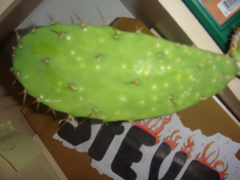 Des points blancs sur mon Opuntia :( Dsc01210