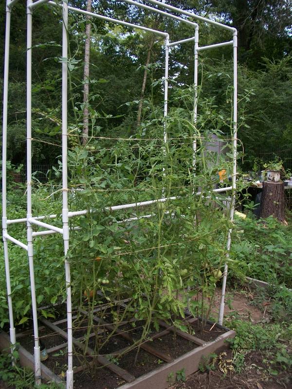 Tomato trellis for indeterminate tomato 102_1011