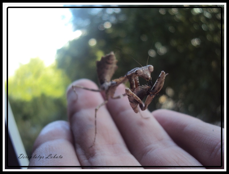 Trio deroplatys lobata 010-ve10