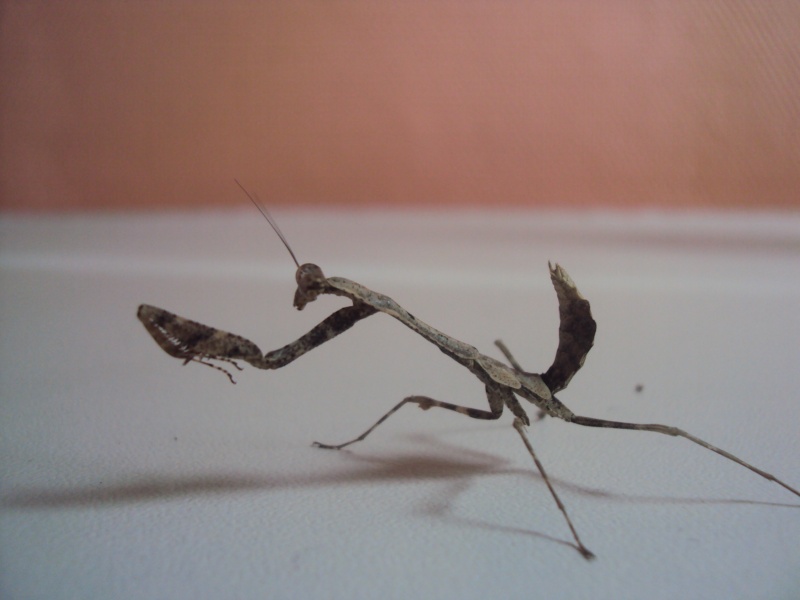 Suivis Deroplatys Lobata 01110