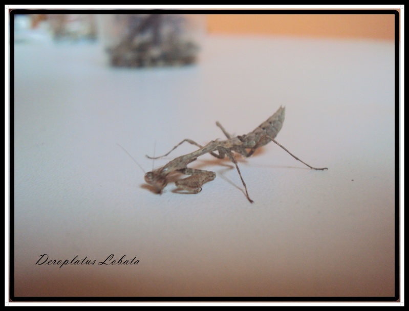 Trio deroplatys lobata 021-ve10