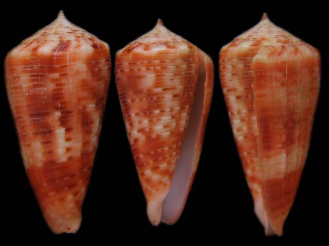 Conus (Phasmoconus) niederhoeferi  (Monnier, Limpalaër & Lorenz, 2012) I0000510