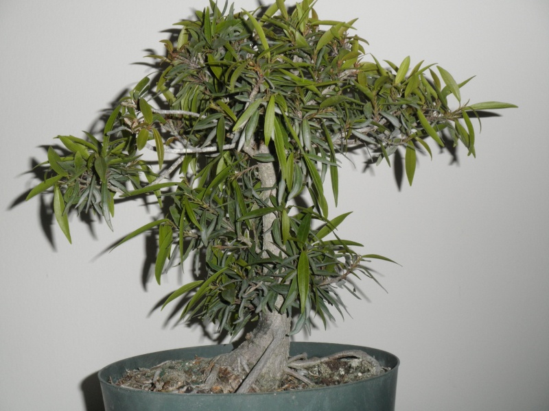 A vist to Wigert's Bonsai and a new Ficus Salicaria... P5040010