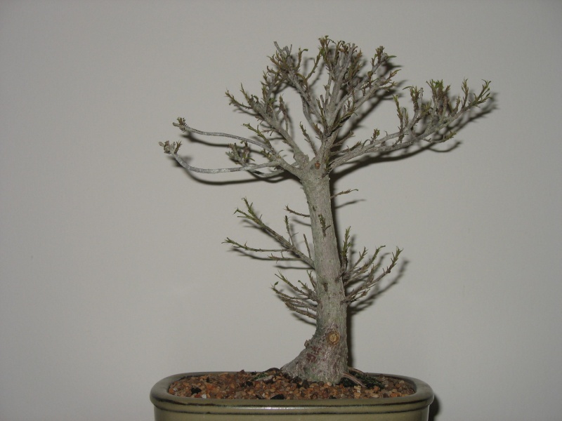 A vist to Wigert's Bonsai and a new Ficus Salicaria... Pictur12