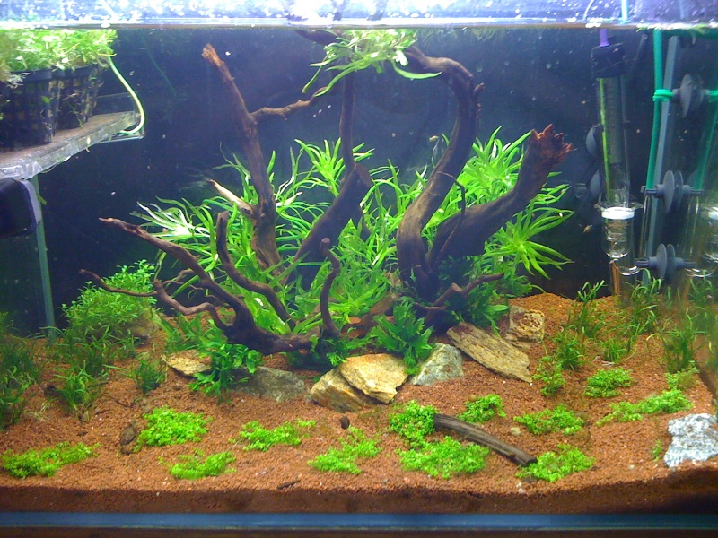 aquarium de 88l Photo_13