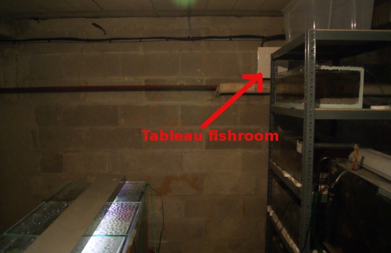 Ma fishroom : le projet et les travaux Dsc04813