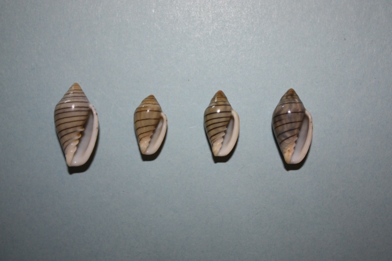 Marginella musica Hinds, 1844 43-mar10