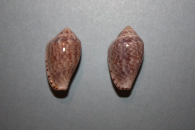 Marginella fishhoekensis Massier, 2004 55-mar10