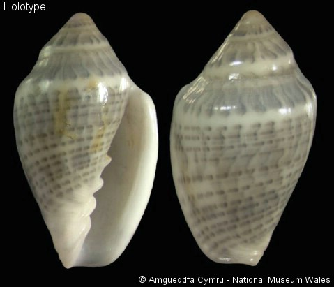 Marginella epipolia Tomlin, 1921 Margin14