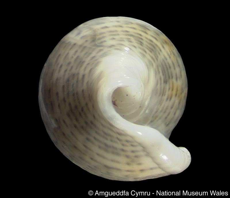 Marginella epipolia Tomlin, 1921 Margin16