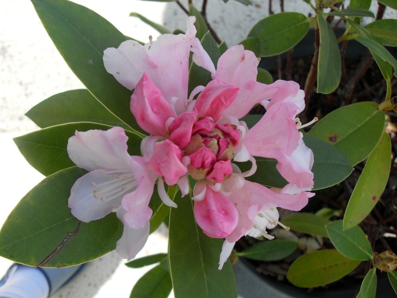 Rhododendron  hibride Sdc11821