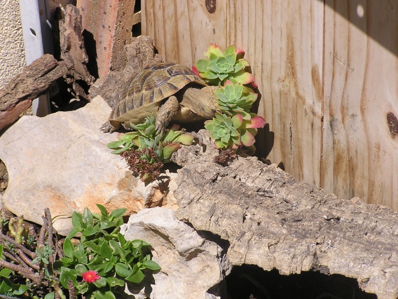 Les fleurs d'hibiscus arrivent 11062011