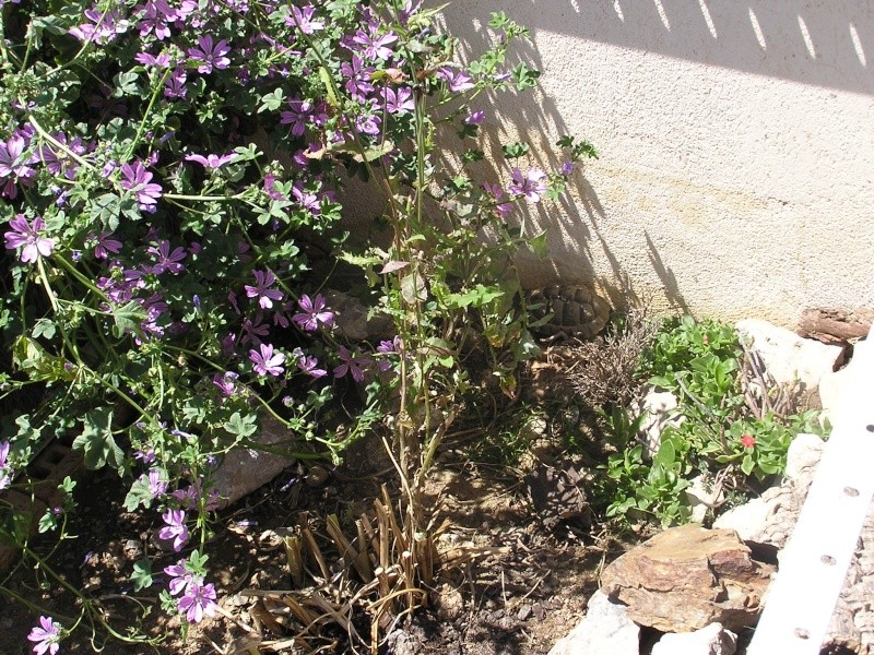 Les fleurs d'hibiscus arrivent 11062014