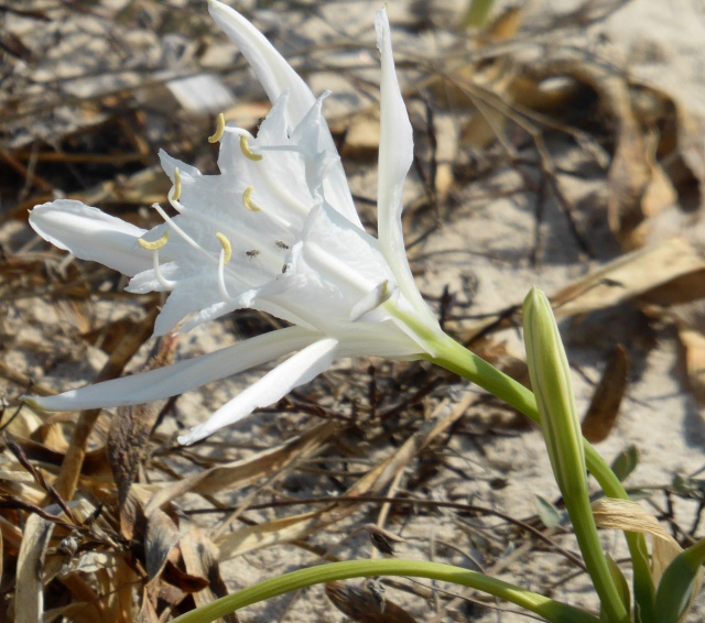 flore du littoral : plages, dunes, vases et rochers maritimes - Page 4 05-09-10