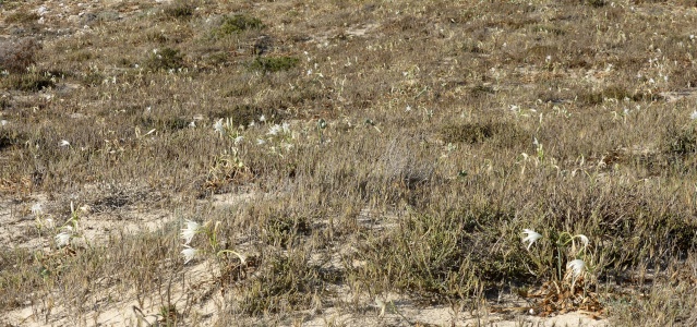 flore du littoral : plages, dunes, vases et rochers maritimes - Page 4 05-09-12