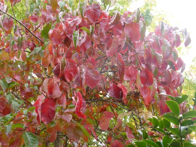 Cornus 'Eddie's White Wonder' 23-10-12