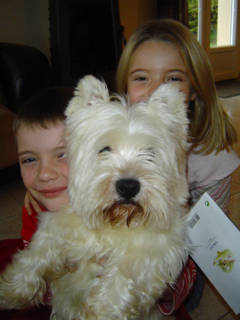 ULYSSE, 7 ans, West Highland White Terrier mâle Dsc08711
