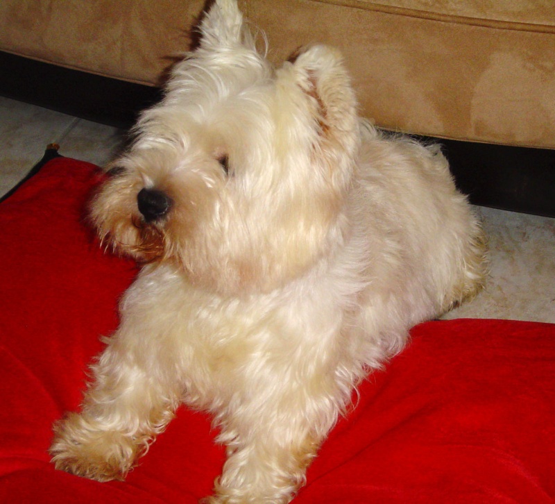 ULYSSE, 7 ans, West Highland White Terrier mâle Dsc08712