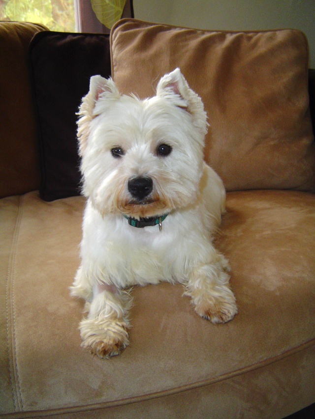 ULYSSE, 7 ans, West Highland White Terrier mâle Dsc08717