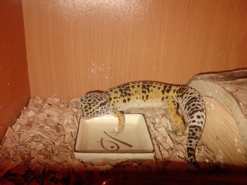 mes geckos P1952010