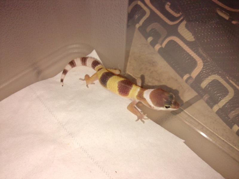 mes geckos P2122_11