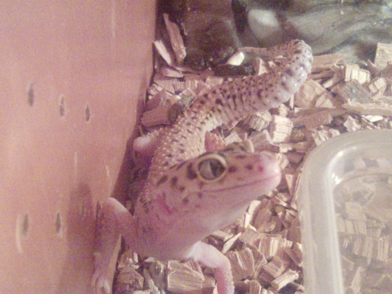 mes geckos Portab11