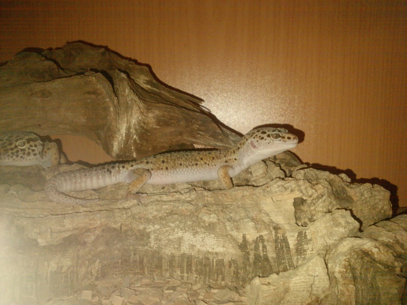 mes geckos Portab12