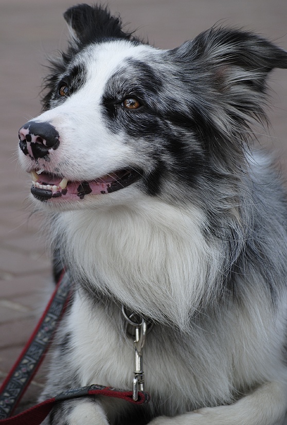 ▬ Border Collie mâle, Sheer Khan Border14