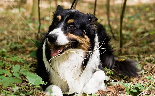 ▬ Border Collie Femelle, Sleeping Beauty Look_i10