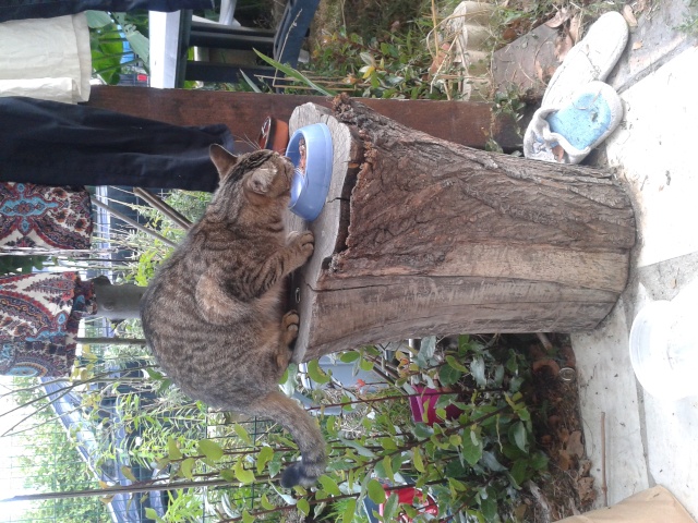 Chat tigré trés gentil trouvé à Franconville 20150910