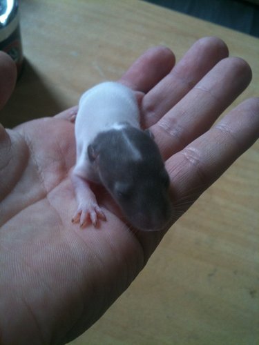 9 bébés ratounes à adopter 411
