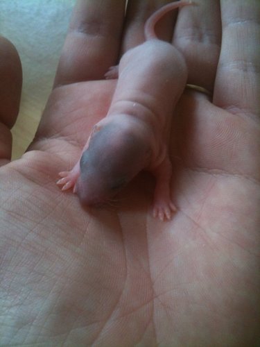 9 bébés ratounes à adopter 5510