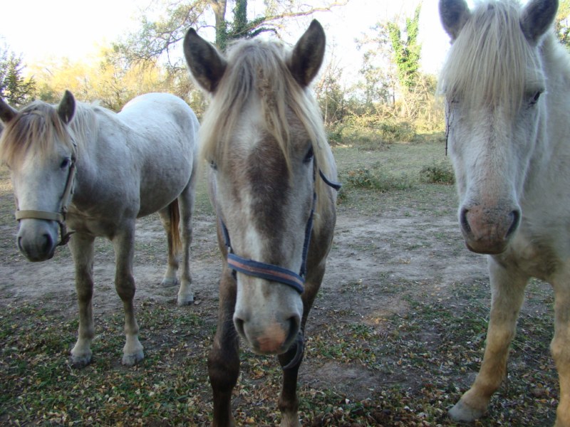 chevaux manade lou pantai Chevau10