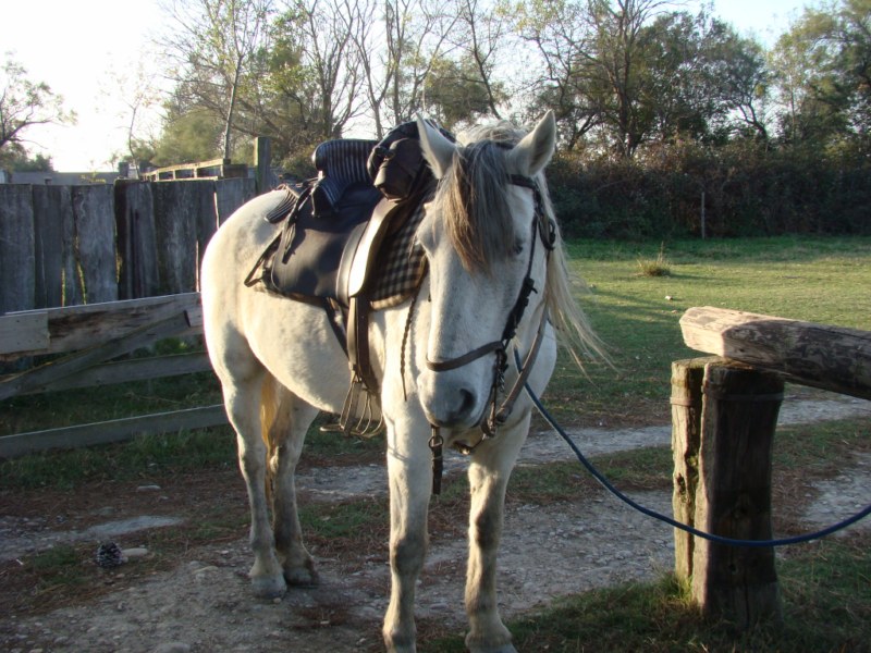 chevaux manade lou pantai Chevau18