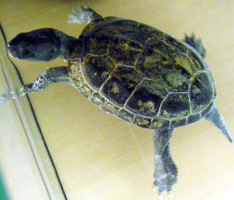 Identification tortue aquatique Dracul10