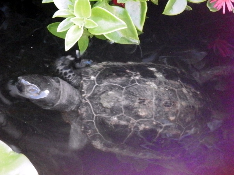 Identification tortue aquatique P7190611