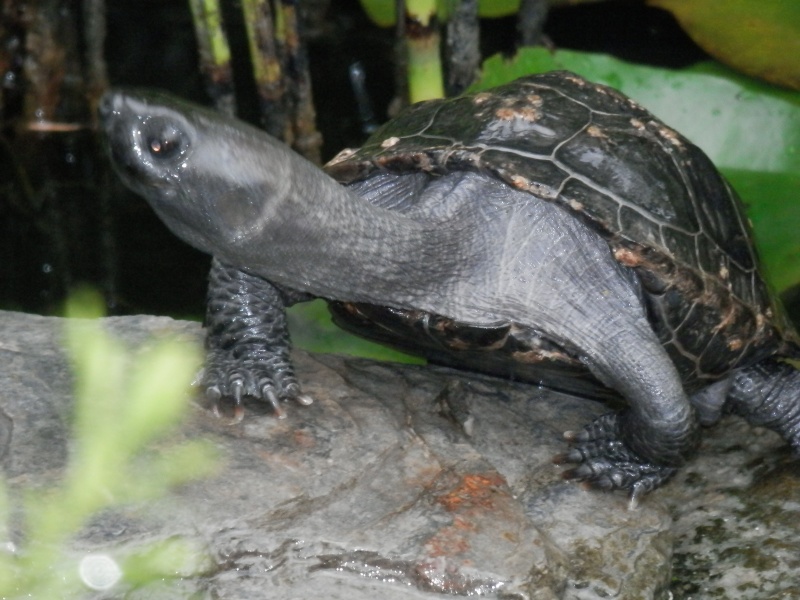 Identification tortue aquatique P7280210