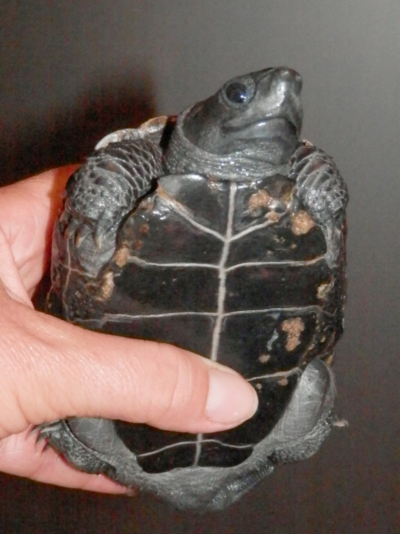Identification tortue aquatique P8300011
