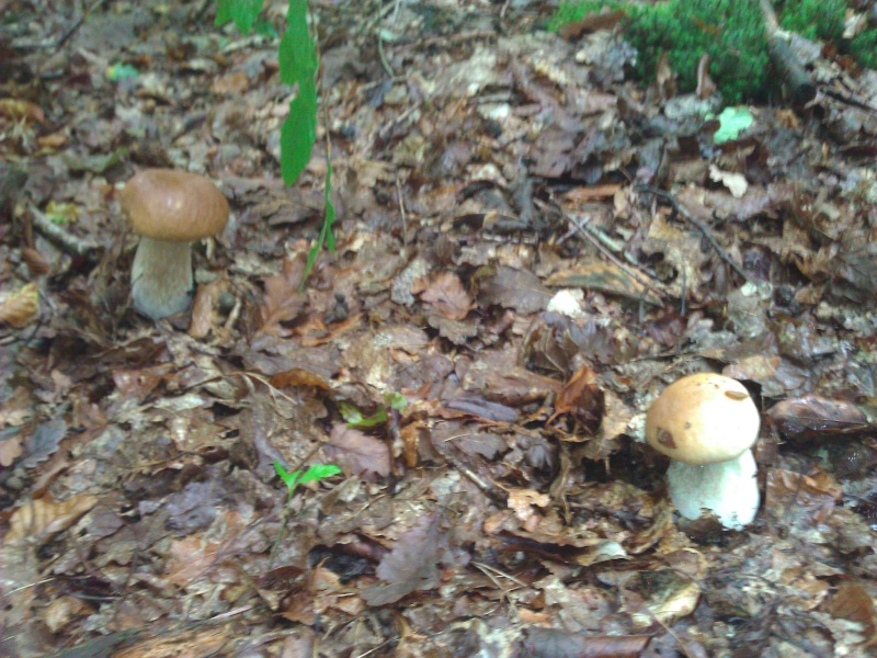 Les champignons , ( girolles , cèpes , morilles ) etc ...  - Page 38 11986210