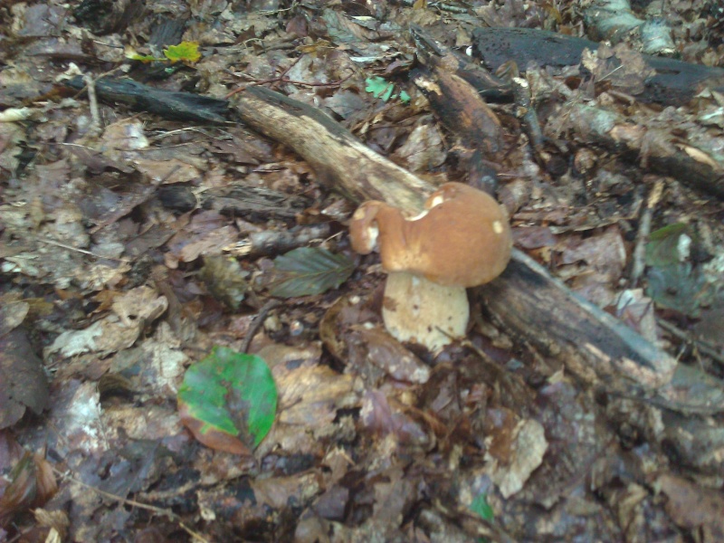 Les champignons , ( girolles , cèpes , morilles ) etc ...  - Page 38 11996510