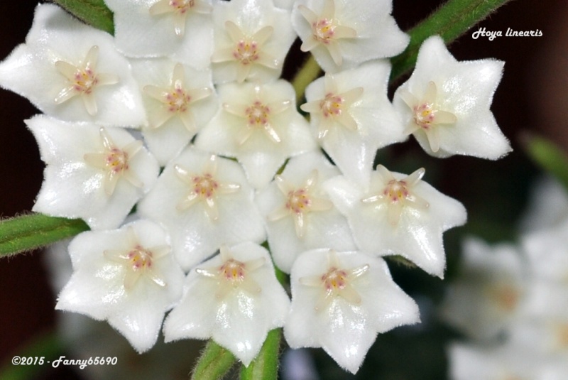 Hoya linearis Csc_0016