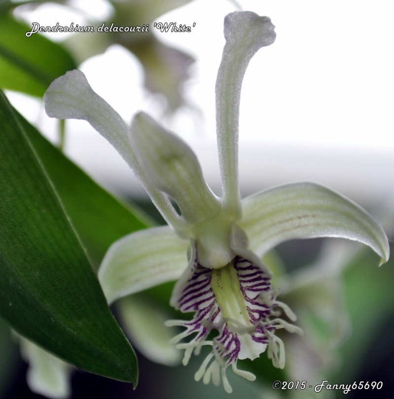 Dendrobium delacourii white Csc_0018