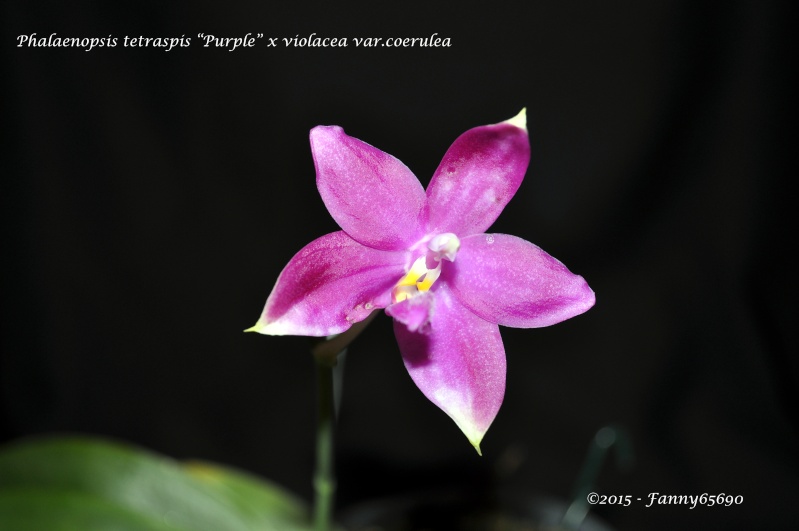Phalaenopsis tetraspis "Purple" x violacea var.coerulea Dsc_0095