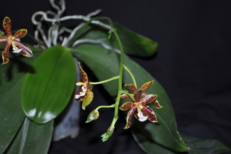 Le genre phalaenopsis Image012