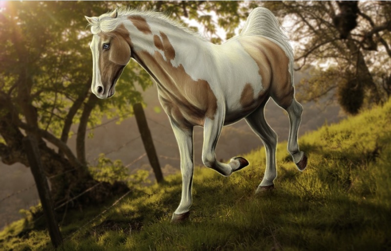 Les Equins Cheval11