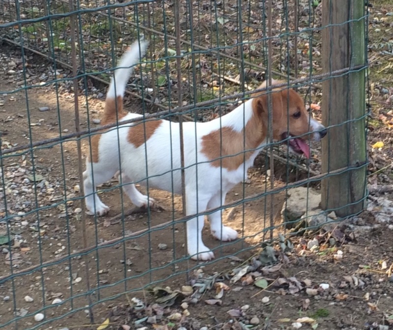 I cuccioli di Rocky e Alice - Pagina 2 Img-2010