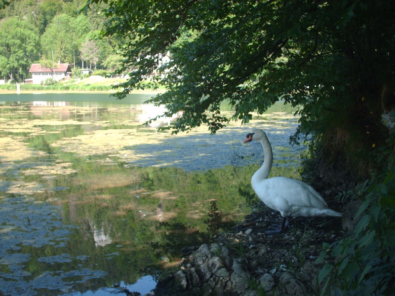 Balade du 25 Mai : Le Doubs et ses maux de culs... Hpim3115