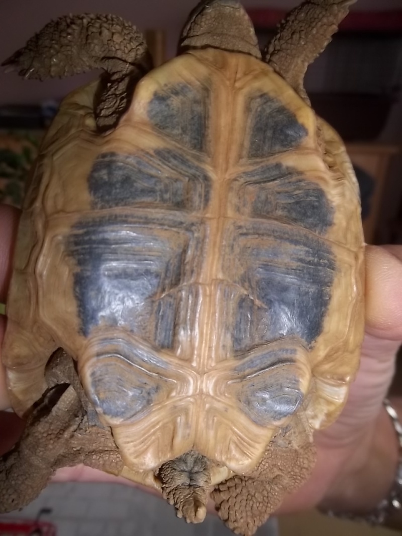 besoin de vos conseils pour ma tortue apres son hibernation  Tortue11