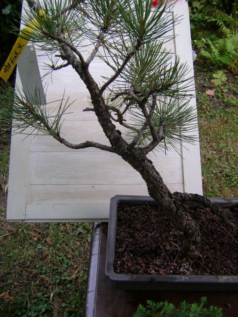 Best Deal Ever!!! (ponderosa pine) Yankee12