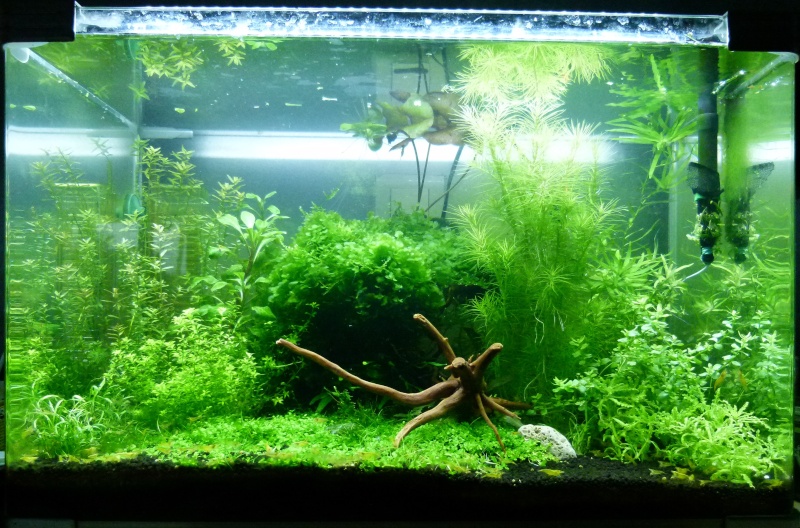 80L crevette yellow Crevet15